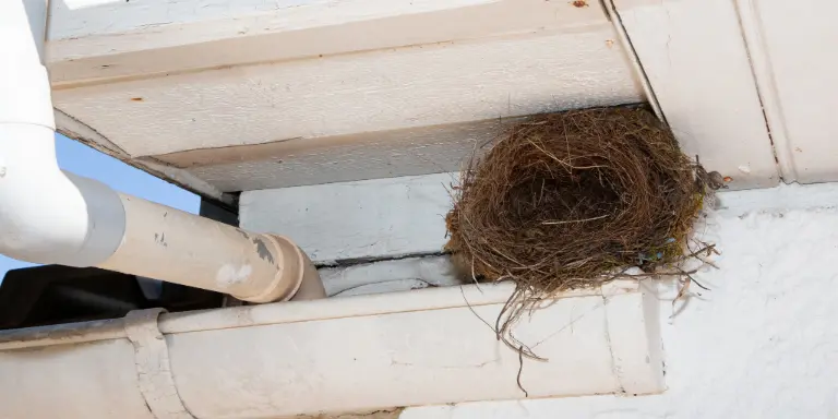 How to Keep Birds Out of Gutters